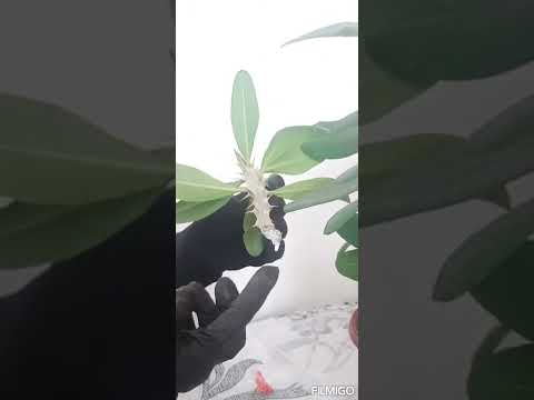 Видео: #молочаймиля   Молочай гулини каламчалар оркали купайтириш