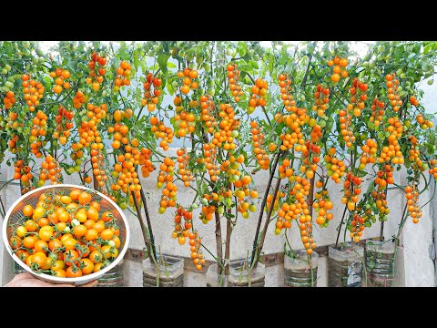 Видео: Как я выращиваю помидоры с тройным выходом дома, которые можно выращивать где угодно