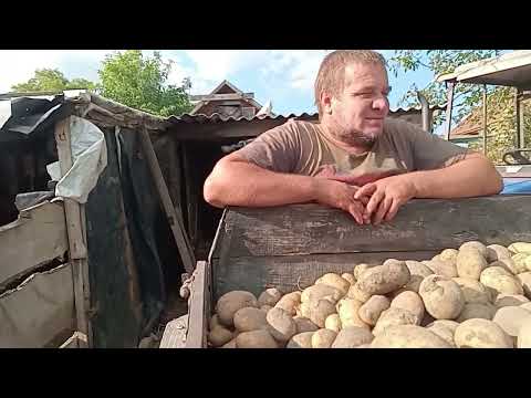 Видео: Як в нас перекупи картоплю перебирають, викопали білу, скільки з 10 рядків викопали