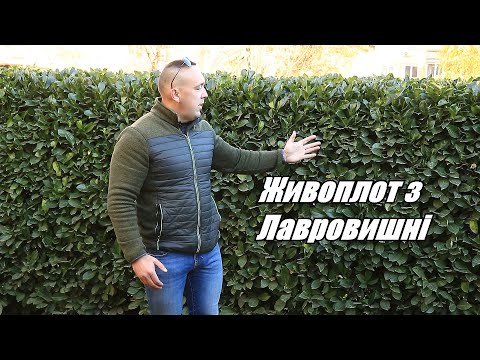 Видео: Шикарний зелений паркан з лавровишні.