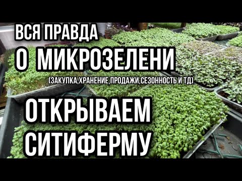 Видео: Вся правда о микрозелени. К чему нужно быть готовым открывая ситиферму