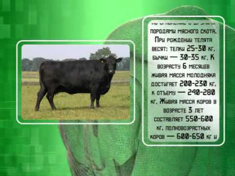 Видео: Мясное животноводство
