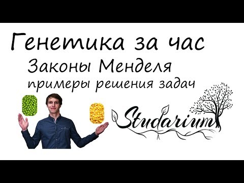 Видео: Генетика за час! Законы Менделя, решение генетических задач. Подготовка к ЕГЭ по биологии. Часть 1