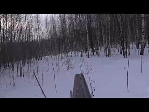 Видео: ОХОТА НА ЗАЙЦА С ГОНЧЕЙ !!!СТРЕЛЬНУЛ 0000 МИ?!