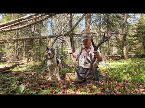 Видео: Нашел большие рога оленя.