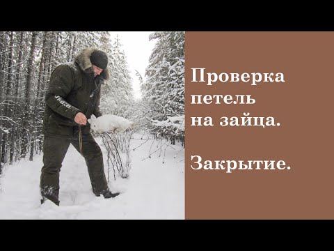 Видео: Проверяем петли на зайца. Оторвалась лиса. Есть заяц. Часть 2.