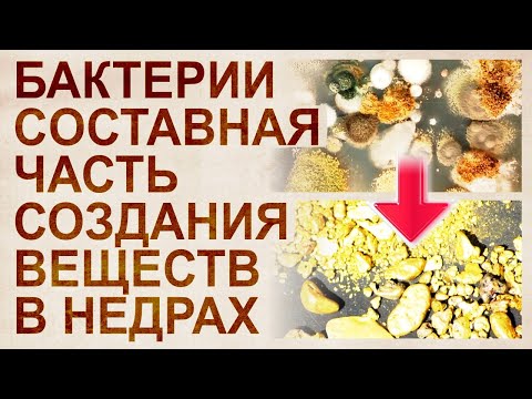 Видео: Бактериальное золото. Как вещества создаются колониями бактерий