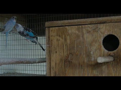 Видео: Размножение Волнистых попугаев. Подготовка.