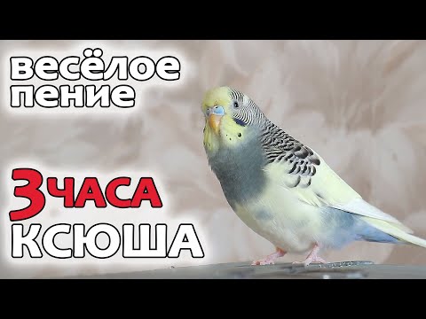 Видео: 3 часа весёлого пения волнистого попугая.