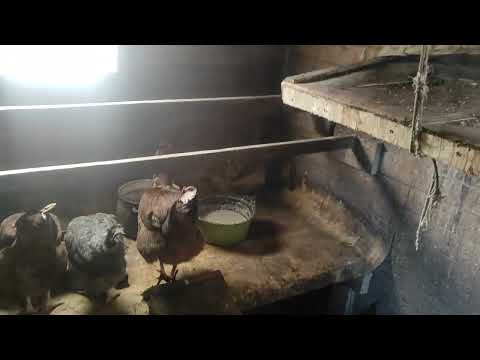 Видео: Гнездо для курицы наседки 10 марта 2025 г.