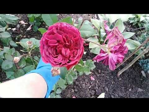 Видео: ВАУ!!! КАКИЕ САЖЕНЦЫ #розыуценкаотбутримовых