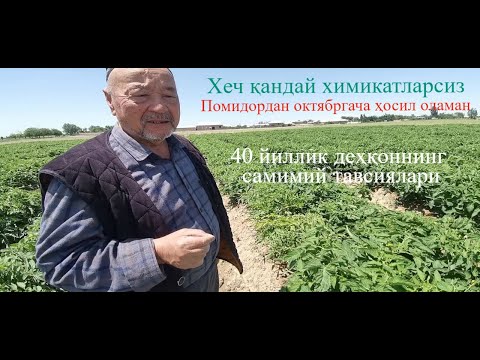 Видео: Помидор етиштириш сирлари.
