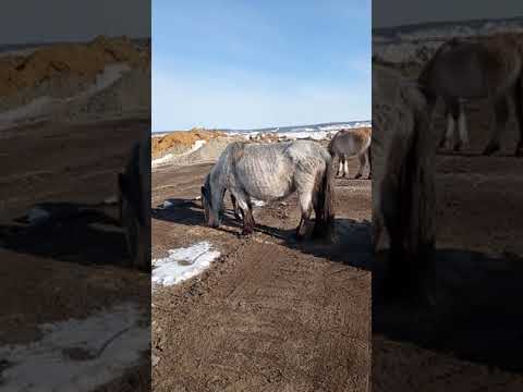 Видео: Проблемы жеребят.