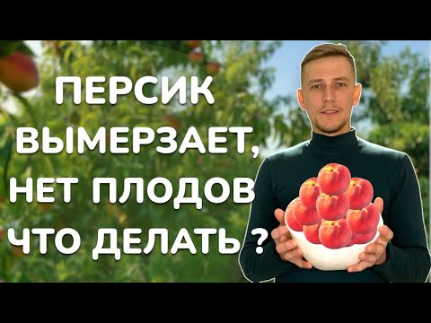 Видео: Обрезка персика