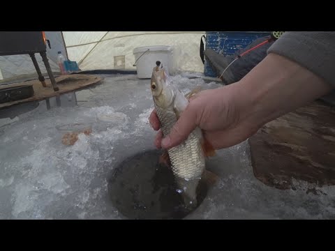 Видео: крупная сорога в полярную ночь!!!  ТАК ЛОВЯТ ХИЩНИКА НА КРАЙНЕМ СЕВЕРЕ!!!