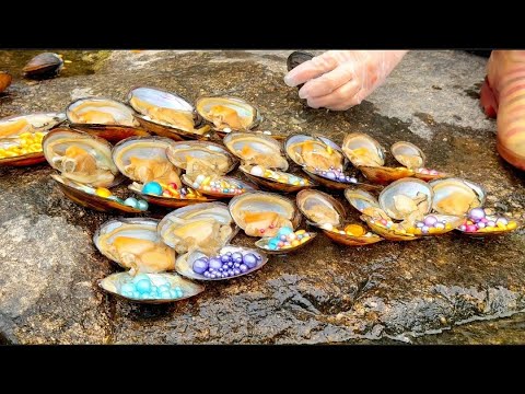Видео: большое количество жемчужниц столкнулось с кризисом выживания.