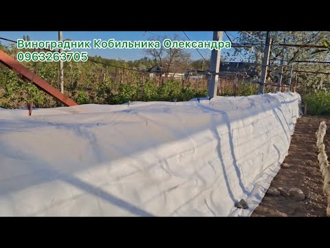 Видео: УВАГА 2 ХВИЛЯ ЗАМОРОЗКІВ НА ВИНОГРАДНИКУ, спосіб укриття винограднику. Квітень 2025