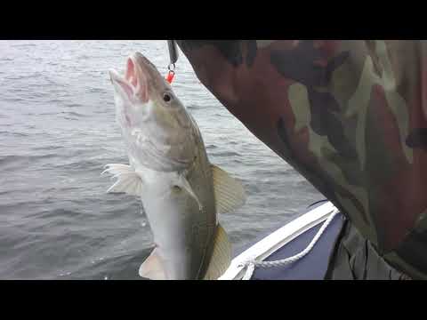 Видео: Лучшая рыбалка трески за сезон, Кильдин восточный.