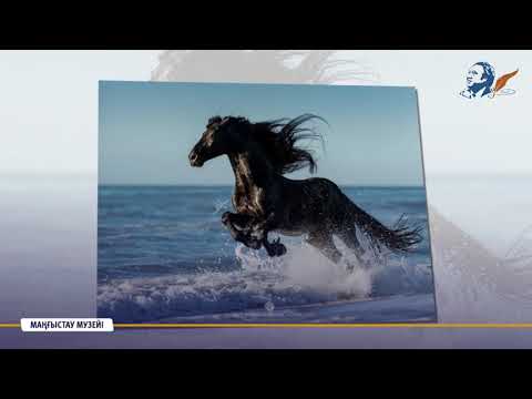 Видео: АДАЙ ЖЫЛҚЫСЫ ТУРАЛЫ НЕ БІЛЕМІЗ?