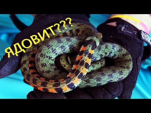 Видео: ТИГРОВЫЙ УЖ - ЯДОВИТ? Вся правда о токсичности ужей!🐍
