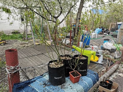 Видео: 🌱🌱🌱САЖЕНЦЫ ГОЛУБИКИ. Что с ними делать?