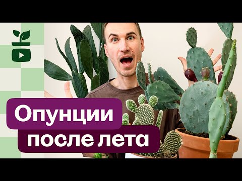 Видео: Опунции. Как мои кактусы выросли за лето!