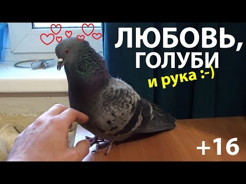 Видео: Любовь, голуби и рука (+16)