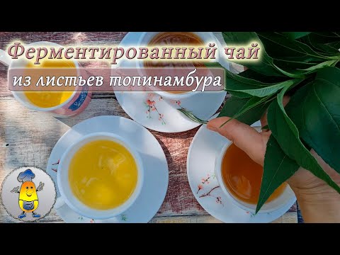 Видео: Ферментация листьев топинамбура для чая | Как ферментировать лист топинамбура от А до Я