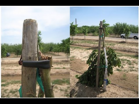 Видео: Ошибки Орехового сада "Первый год" и опылители