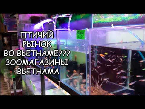 Видео: ПТИЧИЙ РЫНОК ВО ВЬЕТНАМЕ? ЗООМАГАЗИНЫ ВЬЕТНАМА