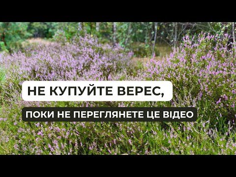 Видео: Верес - умови для успішного вирощування
