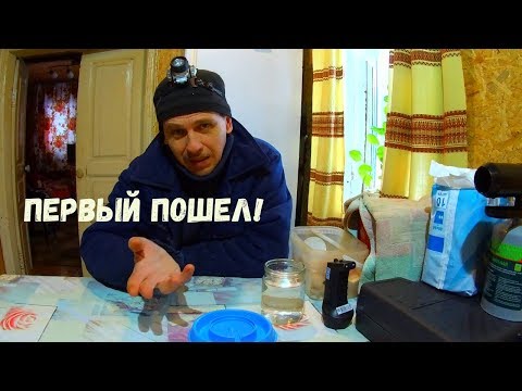 Видео: Индюшата - первые часы и дни // Разведение индюков