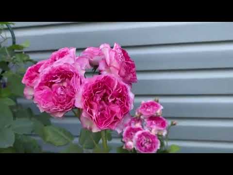 Видео: ПОЧЕМУ я стала коллекционировать розы! ОТВЕТЫ на Ваши ВОПРОСЫ.