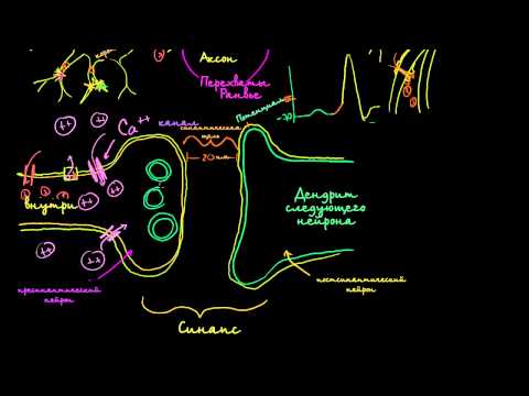 Видео: Межнейронные химические синапсы
