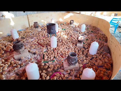 Видео: Как мы выращиваем 4000 товарных несушек с 0% смертностью.