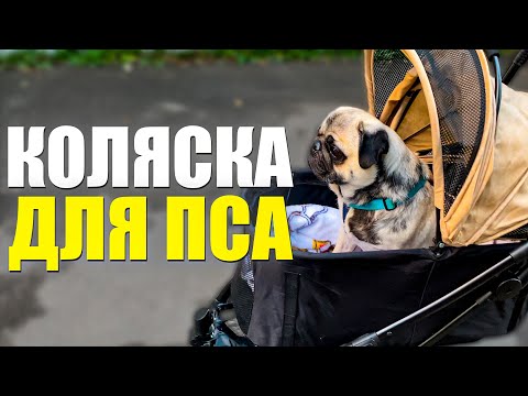 Видео: Коляска для собаки | Купил коляску для мопса - Винни | Обзор коляски для собак