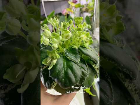 Видео: Frozen Bells полумини фиалка #flowers #цветыдлядома #кімнатніквіти #plants