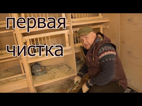 Видео: ПЕРВАЯ ЧИСТКА ГНЁЗД. ПТЕНЦЫ РАСТУТ. Кольцуем голубей. Чистота залог здоровья?