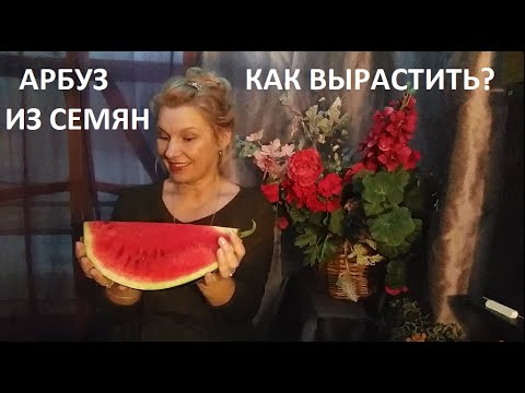 Видео: Арбуз  от А до Я в природном земледелии.