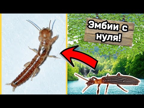 Видео: 😱 НАШЁЛ И ПОДНЯЛ СОБСТВЕННУЮ КОЛОНИЮ ЭМБИЙ С НУЛЯ!!!! Всё о содержании эмбий в домашних условиях