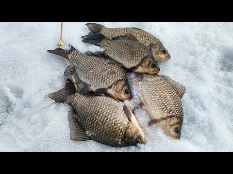 Видео: КРУПНЯК – БОЮСЬ, ОТОРВЁТ!! ЛЕСКА ТРЕЩИТ ОТ ТАКИХ КАРАСЕЙ!! НЕОЖИДАННЫЙ УЛОВ НА ПРОСТУЮ САМОДЕЛКУ...