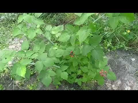 Видео: Посадка черной малины кумберленд весной.  Результат через 2,5 месяца. Подкормки и о чем не все знают