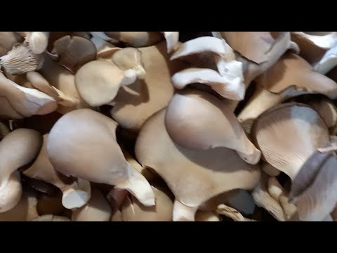 Видео: Вешенки маринованные на зиму - полная версия, с яблочным уксусом.