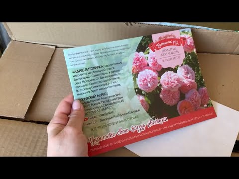 Видео: Посылка из питомника роз Полины Козловой (апрель, 2023)