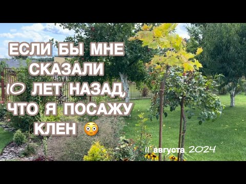 Видео: НОВИНКИ В САДУ. ОТ ЕЛИ ПУШ ДО СОСНЫ ГРИН ТВИСТ. И НАШЛА КЕДРОВЫЙ СТЛАНИК ДЖЕДДЕЛОХ