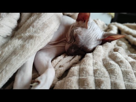 Видео: Спасаем  беременную кошку