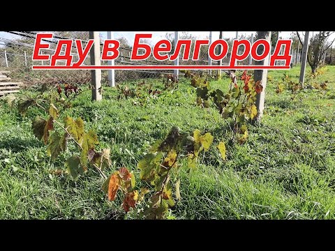 Видео: Состояние нового виноградника!