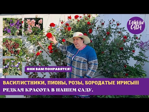 Видео: ЧТО ЦВЕТЁТ В ИЮНЕ. ВАСИЛИСТНИКИ. РОЗЫ. ПИОНЫ. БОРОДАТЫЕ ИРИСЫ. РЕДКИЕ ЦВЕТЫ В НАШЕМ САДУ. ОБЗОР САДА