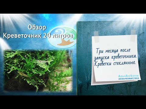 Видео: Обзор. #Креветочник 20 литров.
