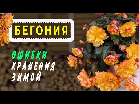 Видео: БЕГОНИЯ Как сохранить зимой. Ошибки хранения